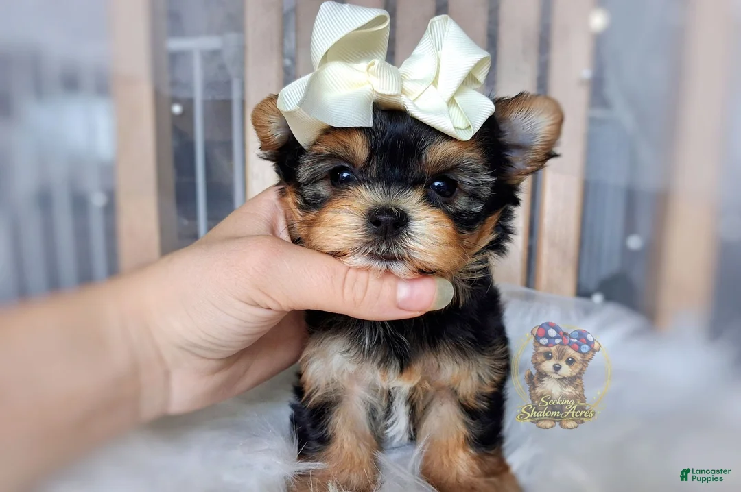 Morkie dogs for sale: Korean Tala - Ad 1