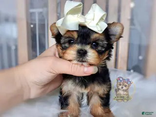 Morkie dogs Korean Tala - Ad 20
