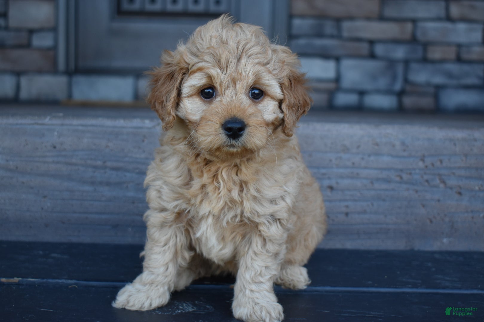 Mini Goldendoodle dogs Hazel - Ad 2