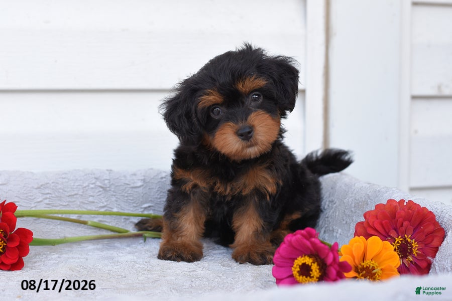 Yorkiepoo dogs Reba - Ad 1