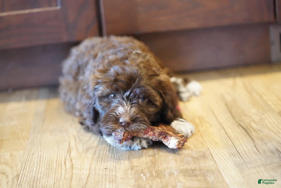 Portuguese Water Dog dogs for sale: Sofi  - Ad 4