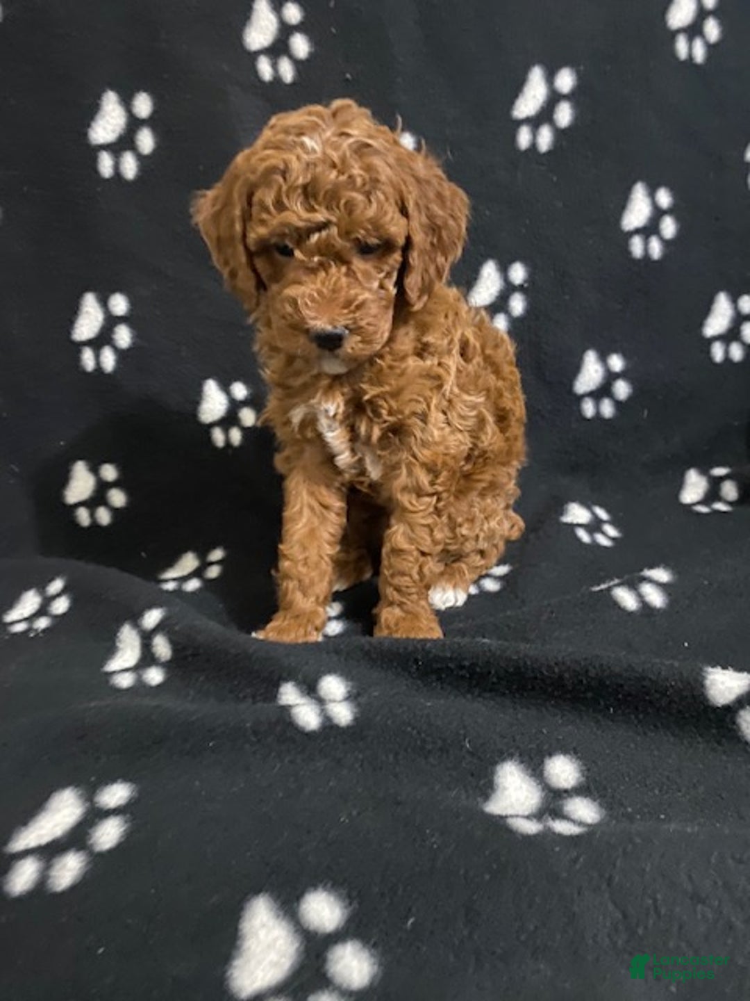Miniature Poodle dogs for sale: Bella - Ad 10