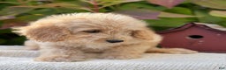Mini Goldendoodle dogs for sale: Journey - Ad 8