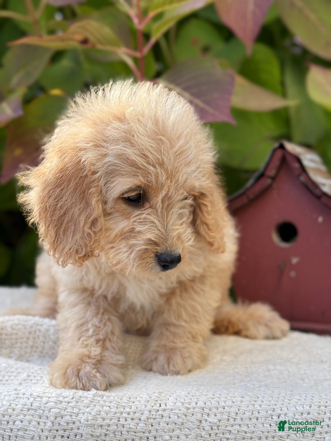 Mini Goldendoodle dogs for sale: Journey - Ad 8