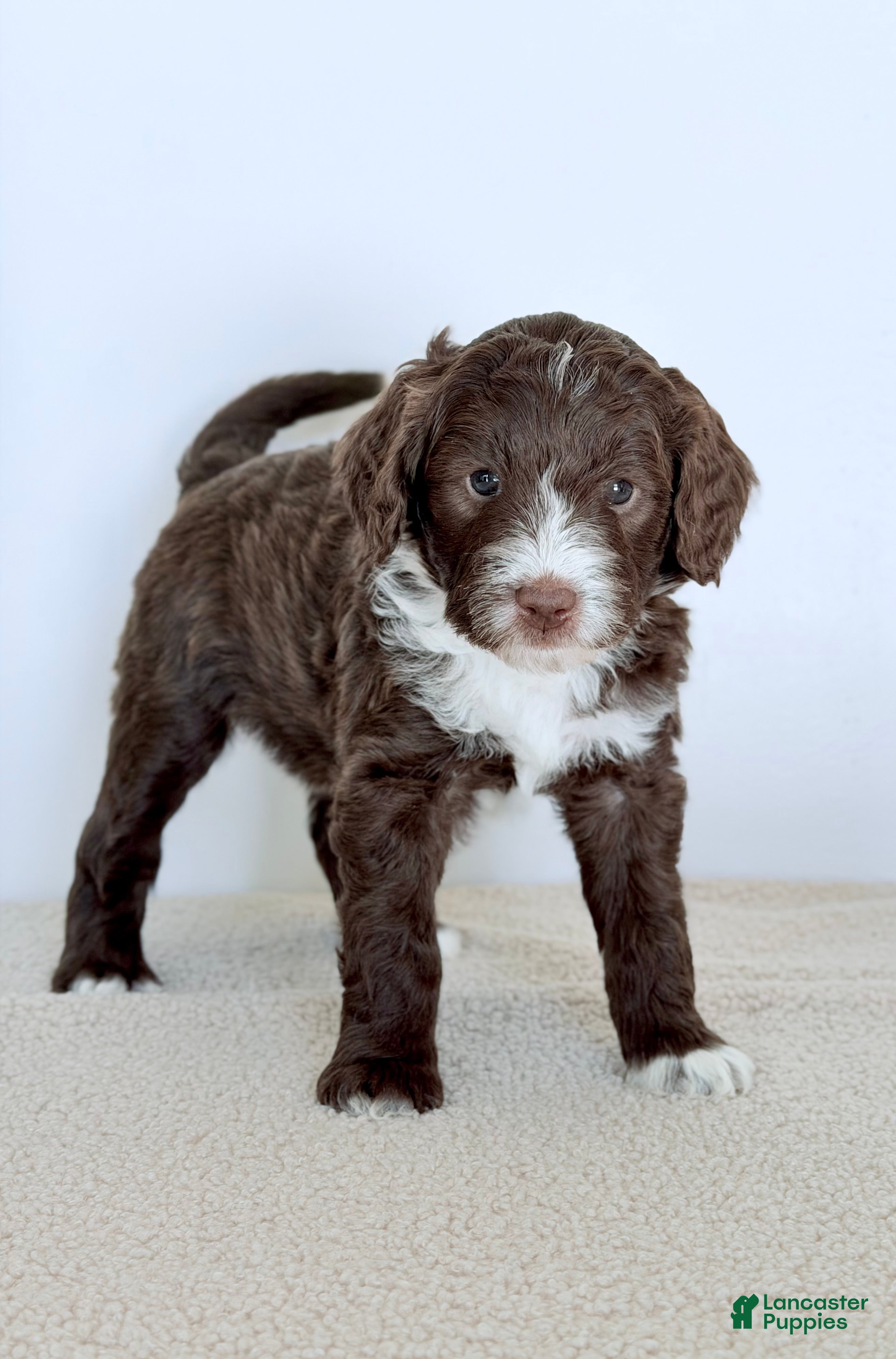 Bernedoodle dogs Honor  - Ad 2