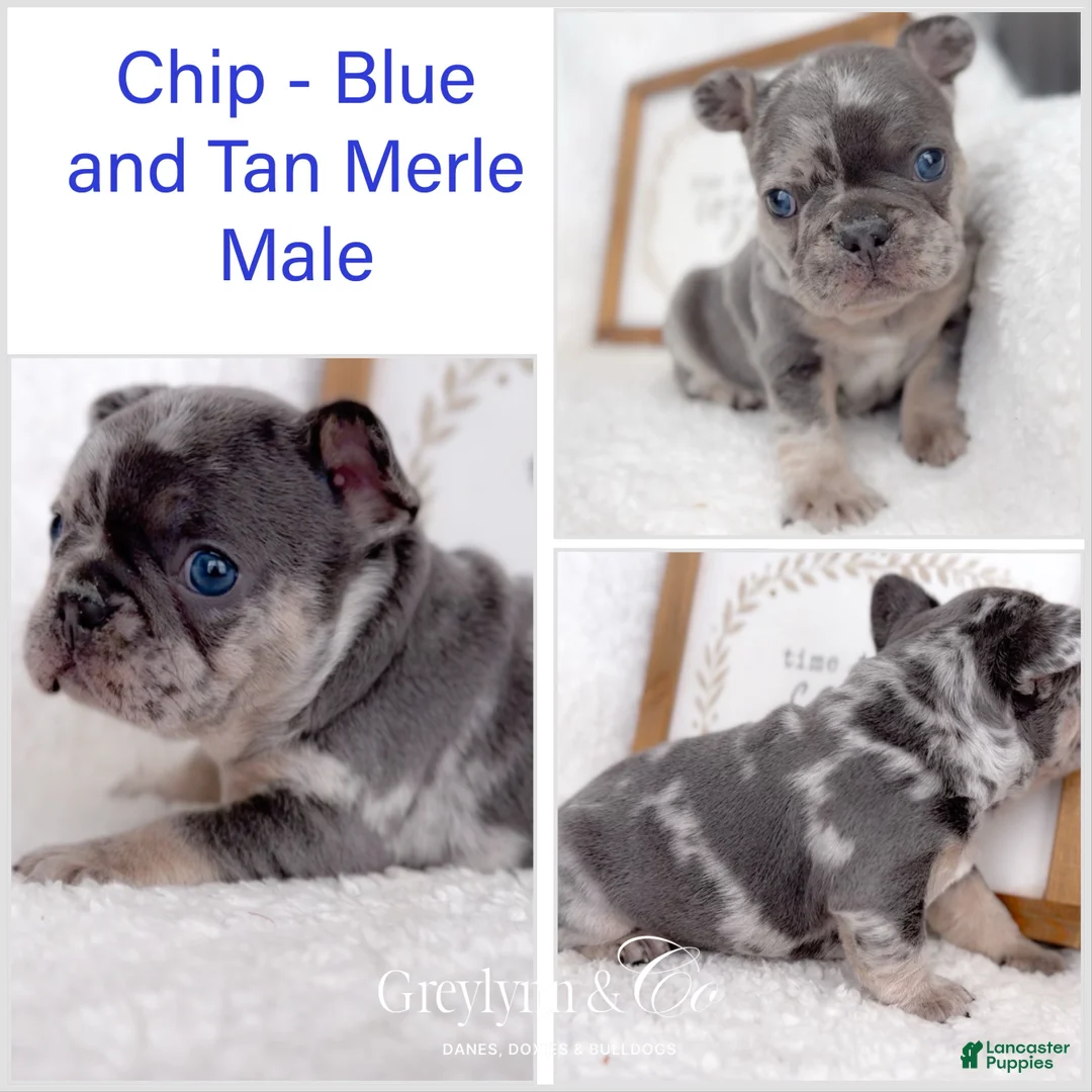French Bulldog dogs for sale: Chip - Ad 2