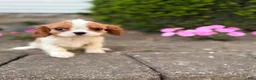 Cavalier King Charles Spaniel dogs for sale: Liam Cavalier King Charles Spaniel Puppy  - Ad 6