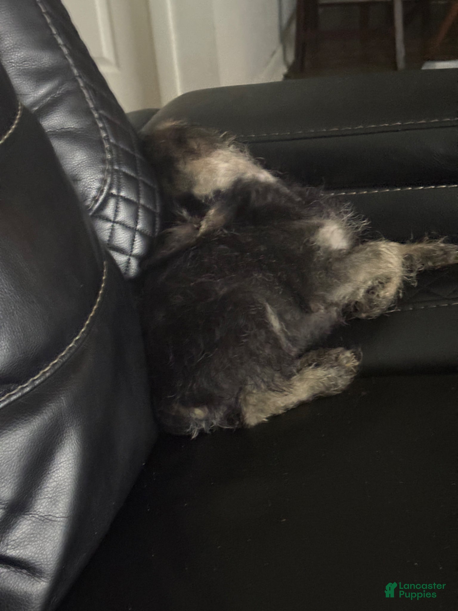 Miniature Schnauzer dogs for sale: Miniature Schnauzer Puppy 2 - Ad 6