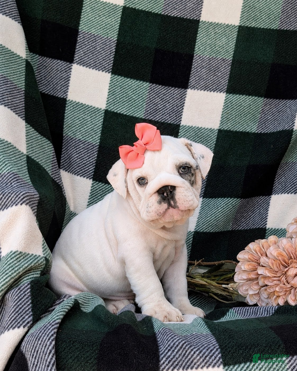 English Bulldog dogs Tyna - Ad 2