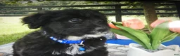 Mini Aussiedoodle dogs for sale: Mini Aussiedoodle 6 Blue - Ad 4