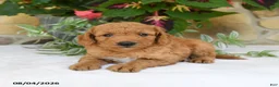 Mini Goldendoodle dogs for sale: Rusty - Ad 3