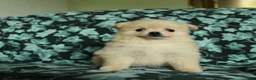 Pomeranian dogs for sale: Feathers - Ad 1