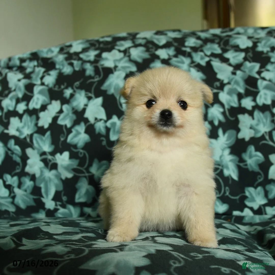 Pomeranian dogs for sale: Feathers - Ad 1