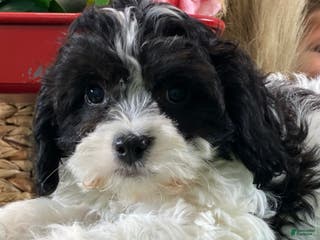 Cavachon dogs Vincent - Ad 11