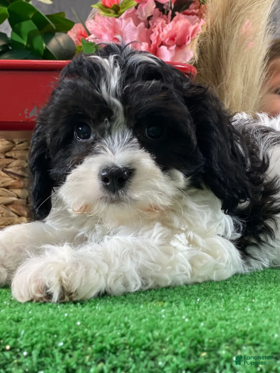 Cavachon dogs for sale: Vincent - Ad 1