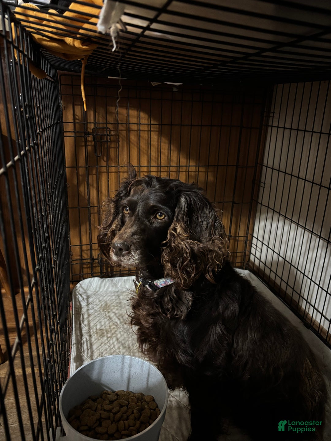 Boykin Spaniel dogs for sale: Boykin Spaniel Puppy 1 - Ad 1