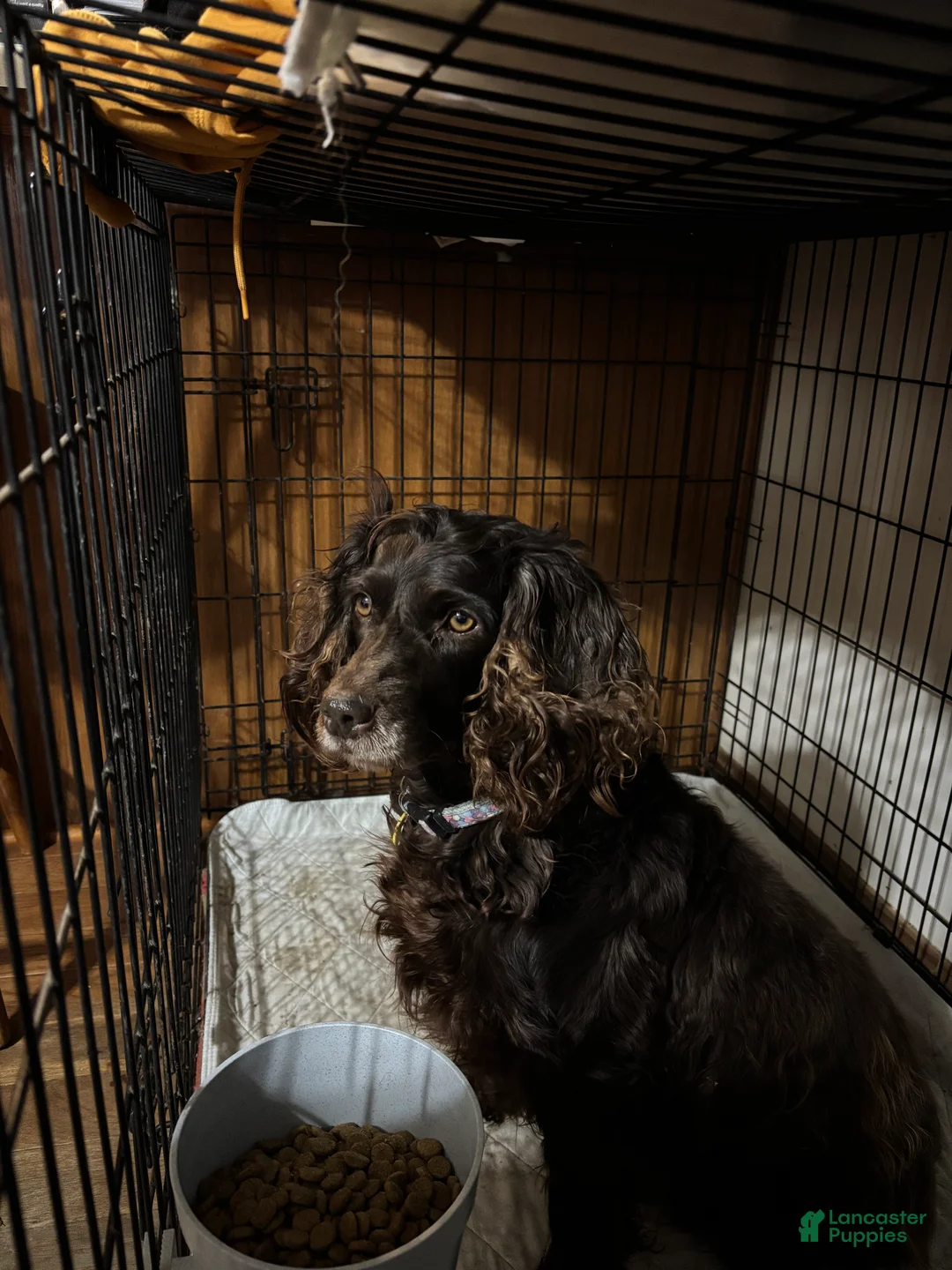 Boykin Spaniel dogs for sale: Boykin Spaniel Puppy 1 - Ad 1
