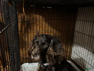 Boykin Spaniel dogs Boykin Spaniel Puppy 1 - Ad 1