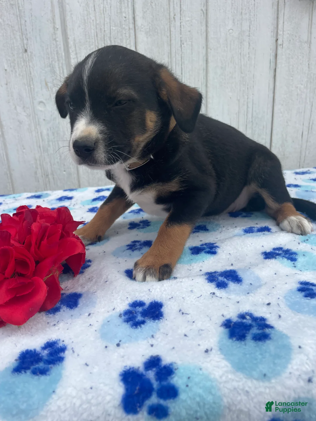 Mixed Breed dogs for sale: Jade - Ad 2