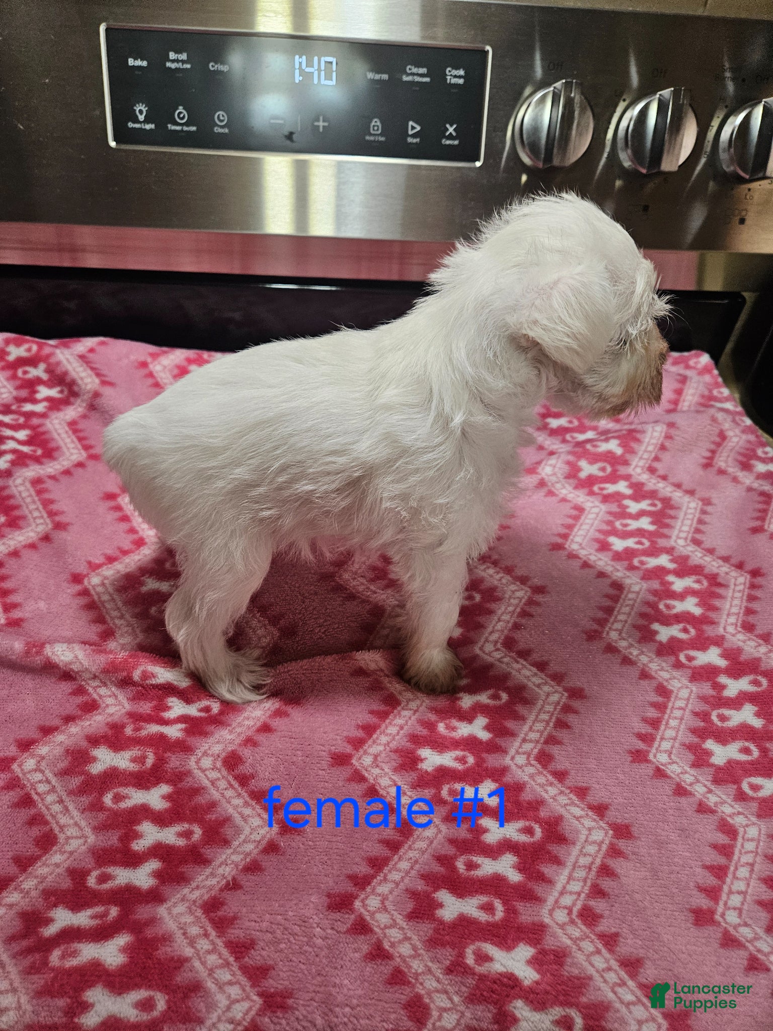 Miniature Schnauzer dogs for sale: Miniature Schnauzer Puppy 1 - Ad 4
