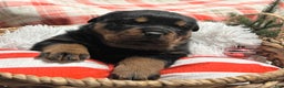 Rottweiler dogs for sale: Skye - Ad 6
