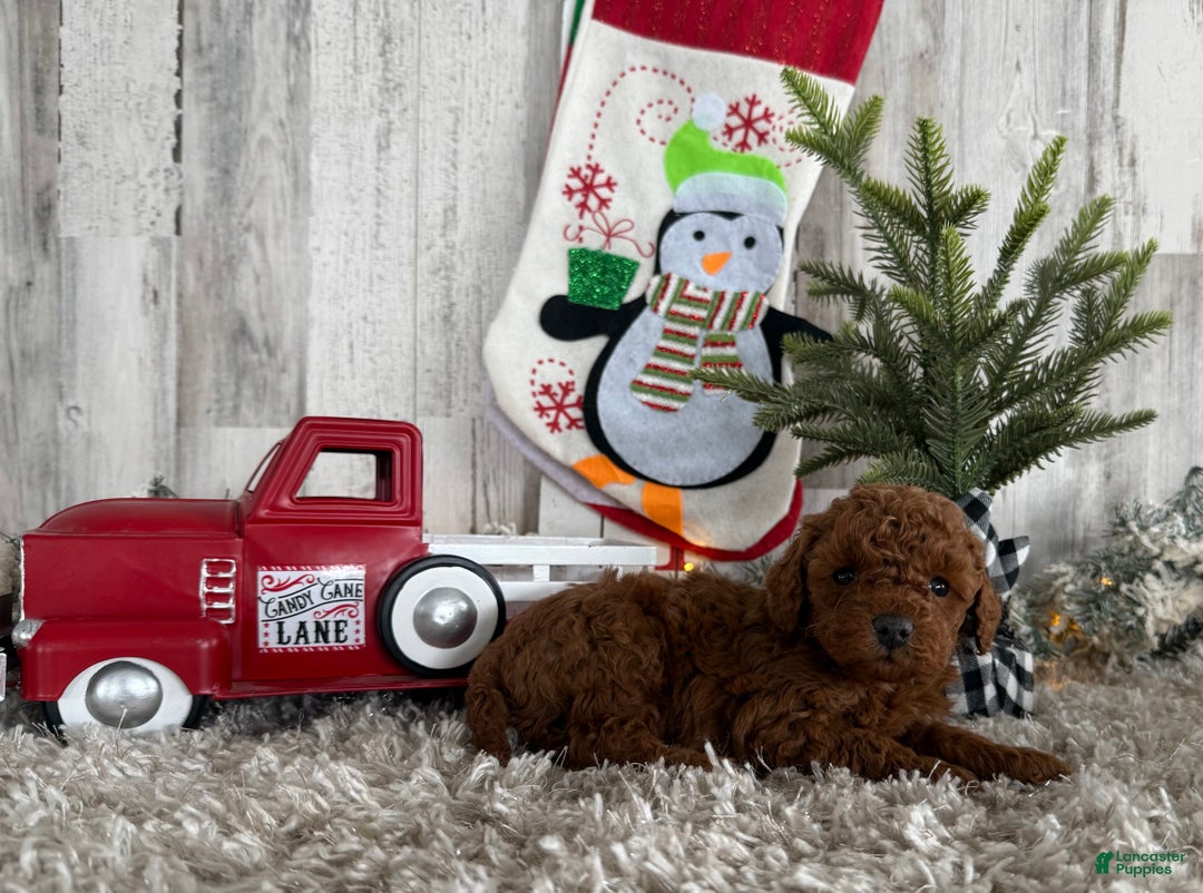 Cavapoo dogs for sale: Shiloh - Ad 4