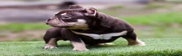 American Bully dogs for sale: Chocolate Tri Yogi Son - Ad 6