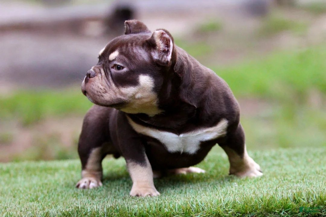 American Bully dogs for sale: Chocolate Tri Yogi Son - Ad 6