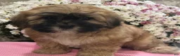 Teddy Bear dogs for sale: Callie - Ad 6