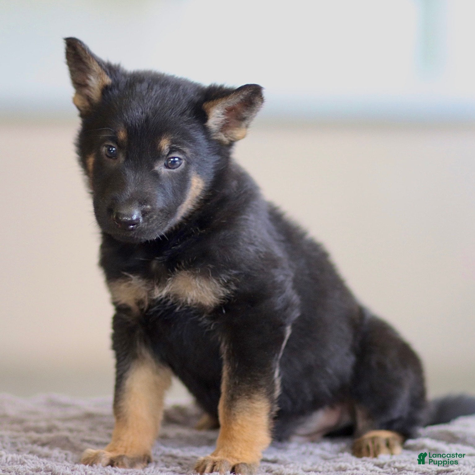 German Shepherd dogs Gus - Ad 2