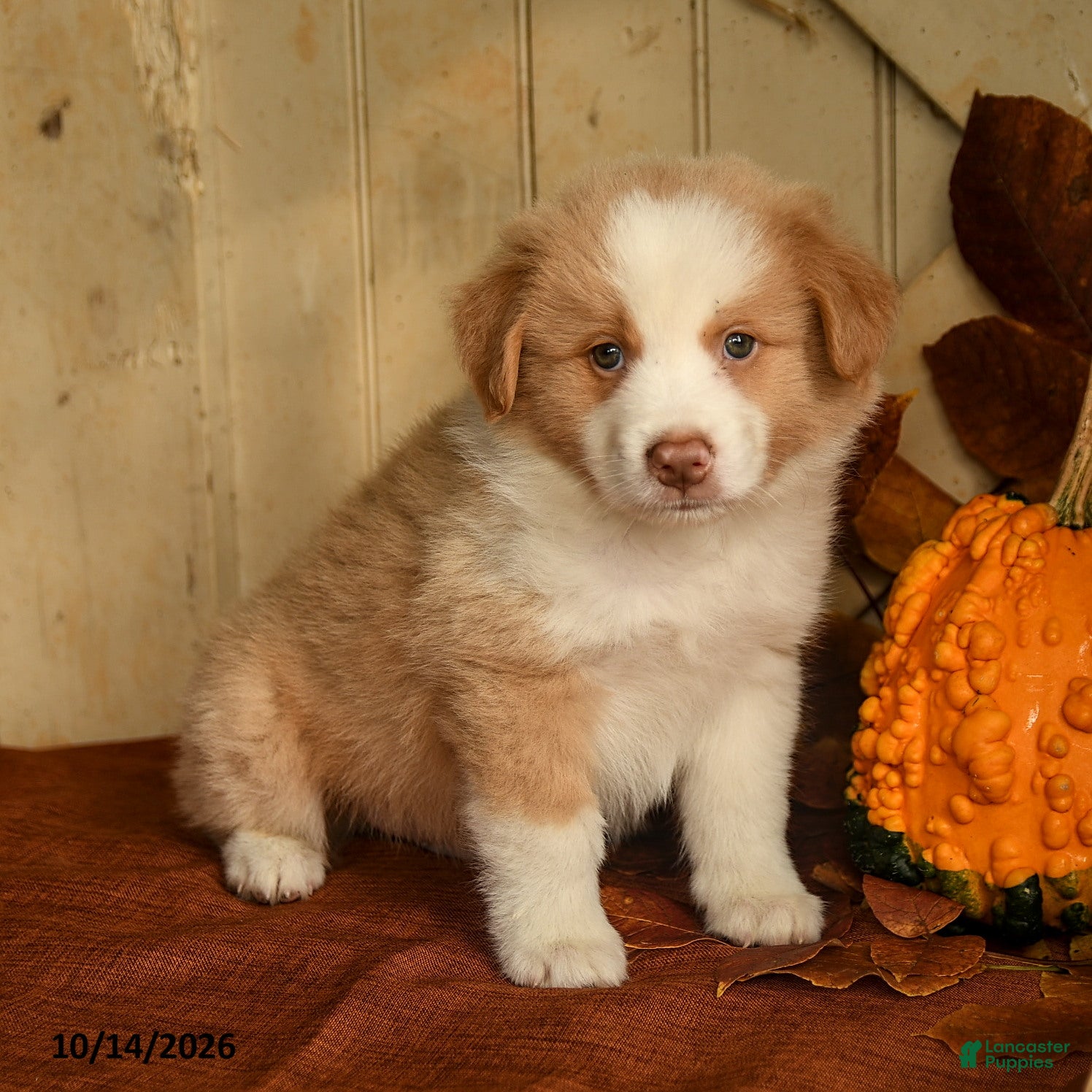 Australian Shepherd dogs for sale: Cinnamon - Ad 1