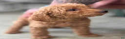 Standard Poodle dogs for sale: Coco - Ad 2