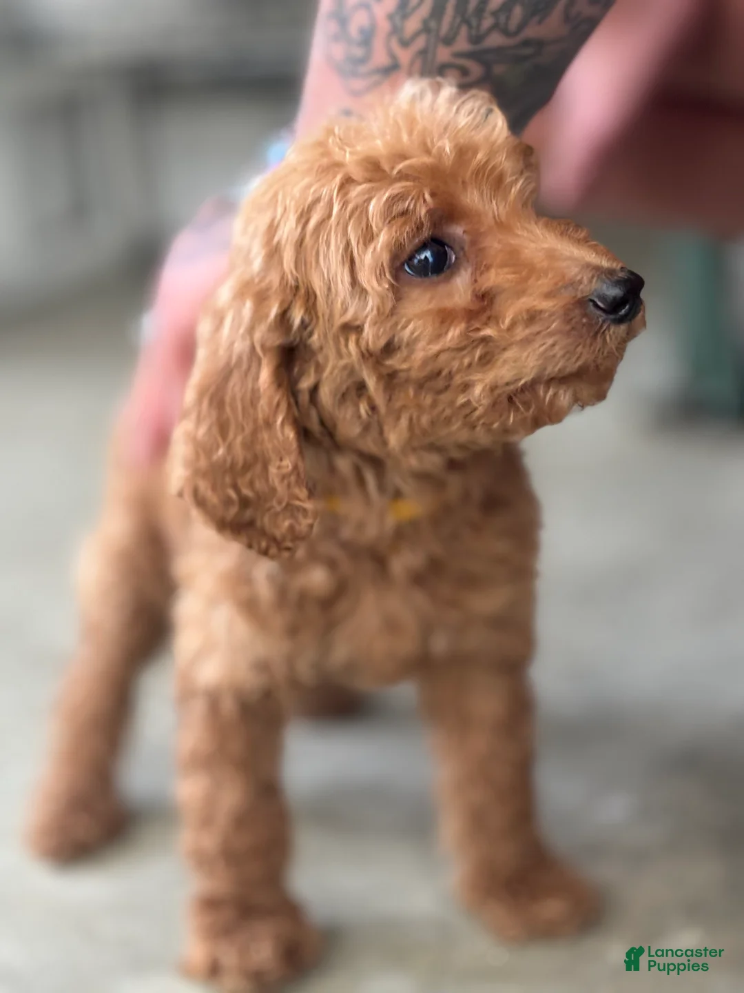 Standard Poodle dogs for sale: Coco - Ad 2