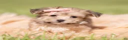 Morkie dogs for sale: Sundae F1 - Ad 5