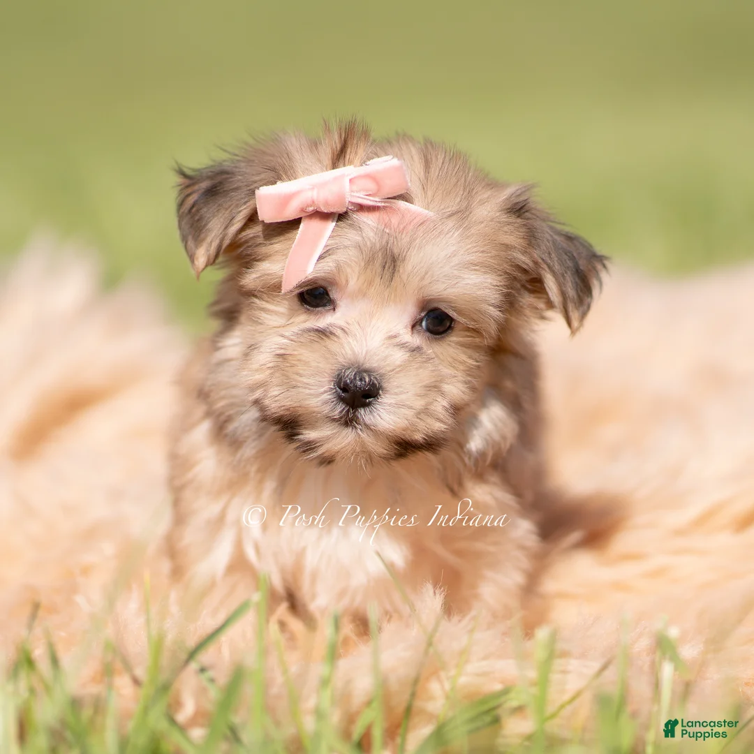 Morkie dogs for sale: Sundae F1 - Ad 5