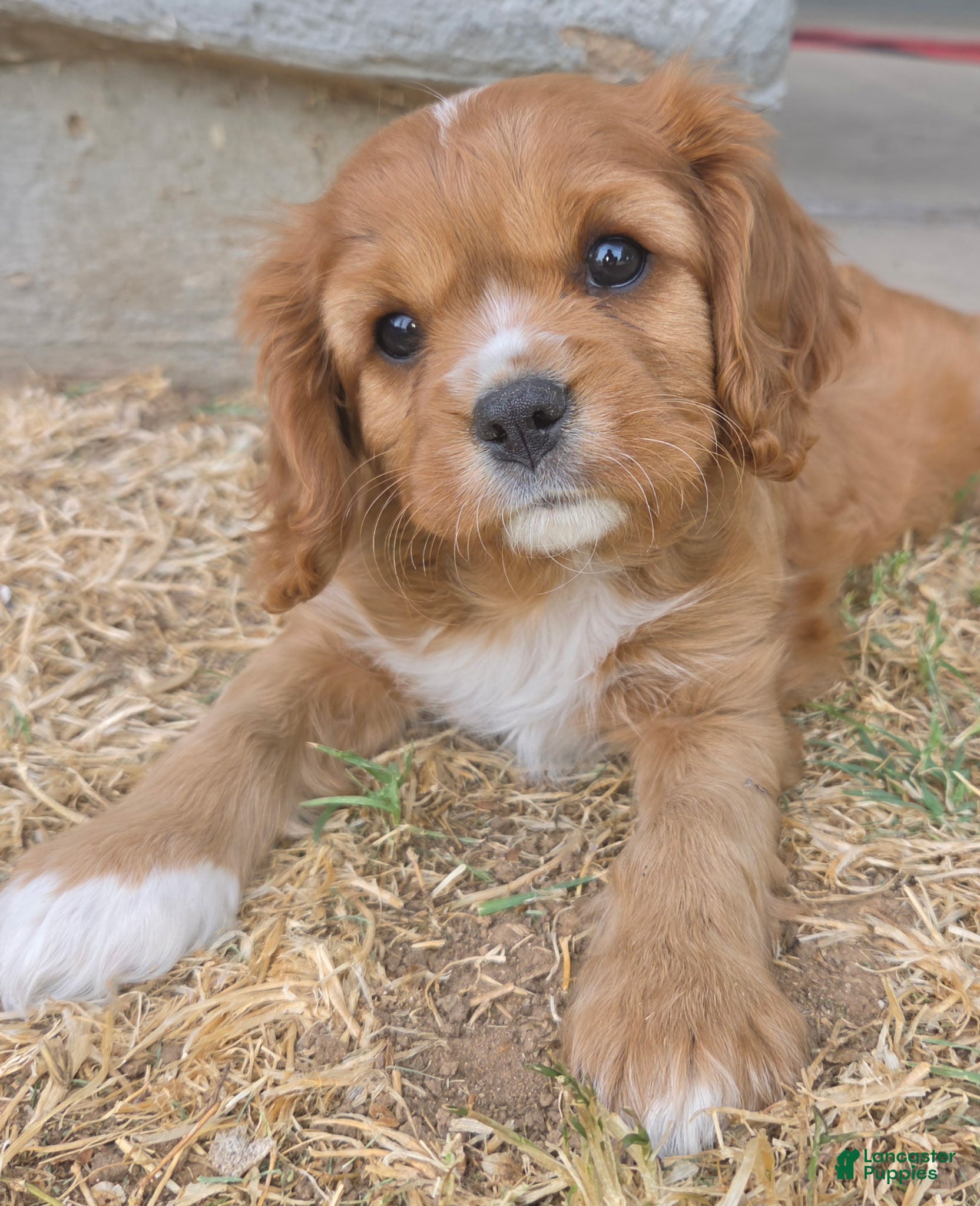 Cavalier King Charles Spaniel dogs Cavalier King Charles Spaniel Puppy 2 - Ad 5