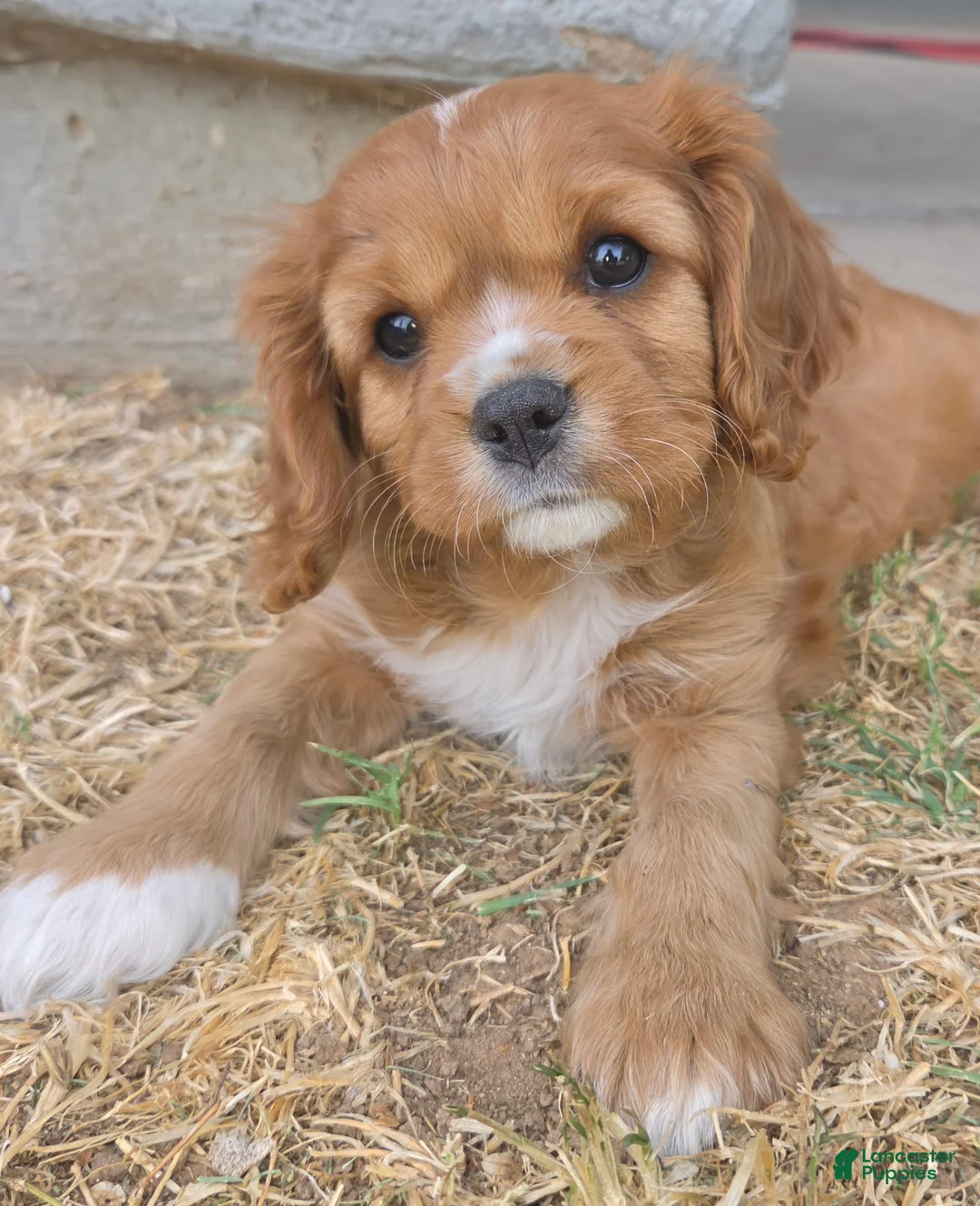 Cavalier King Charles Spaniel dogs for sale: Cavalier King Charles Spaniel Puppy 2 - Ad 1