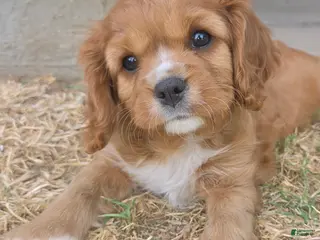 Cavalier King Charles Spaniel dogs Cavalier King Charles Spaniel Puppy 2 - Ad 5