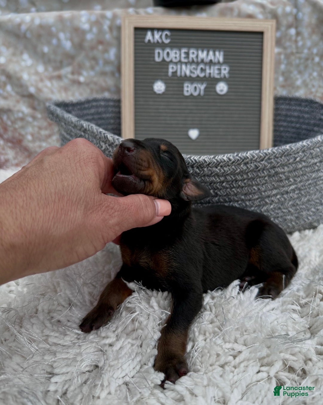 Doberman Pinscher dogs for sale: Black boy, black collar - Ad 3