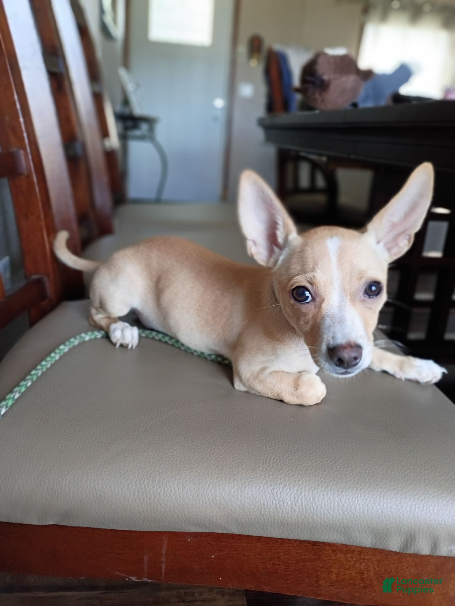 Chihuahua dogs Mazapán  - Ad 41