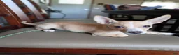 Chihuahua dogs for sale: Mazapán  - Ad 1