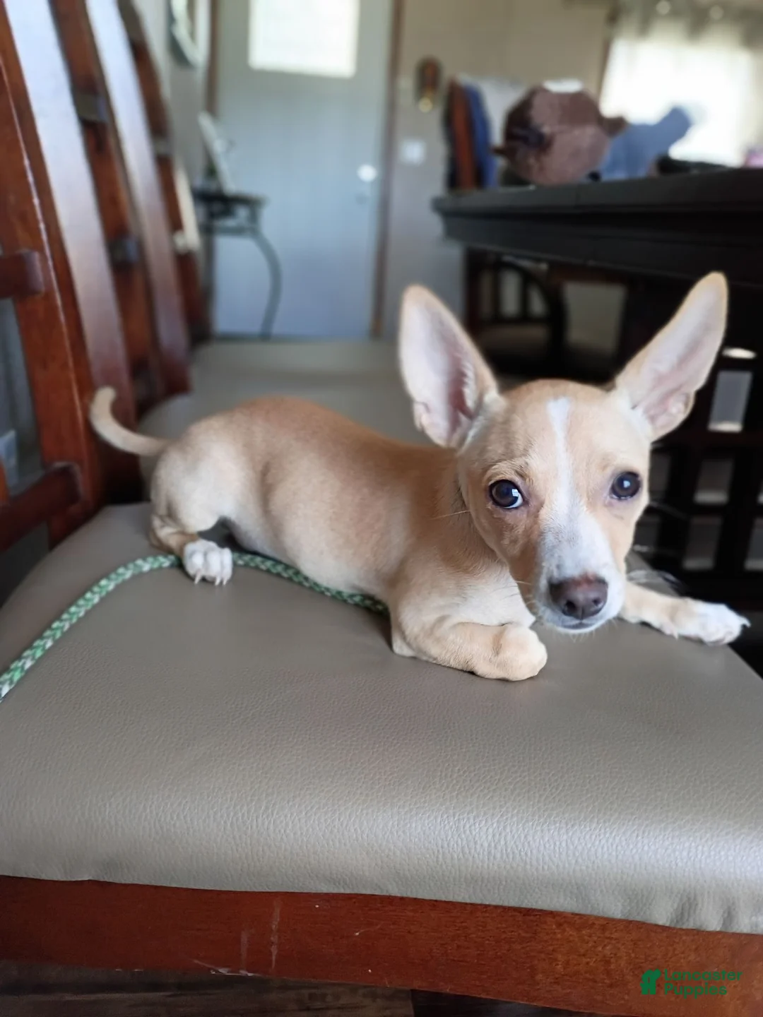 Chihuahua dogs for sale: Mazapán  - Ad 1