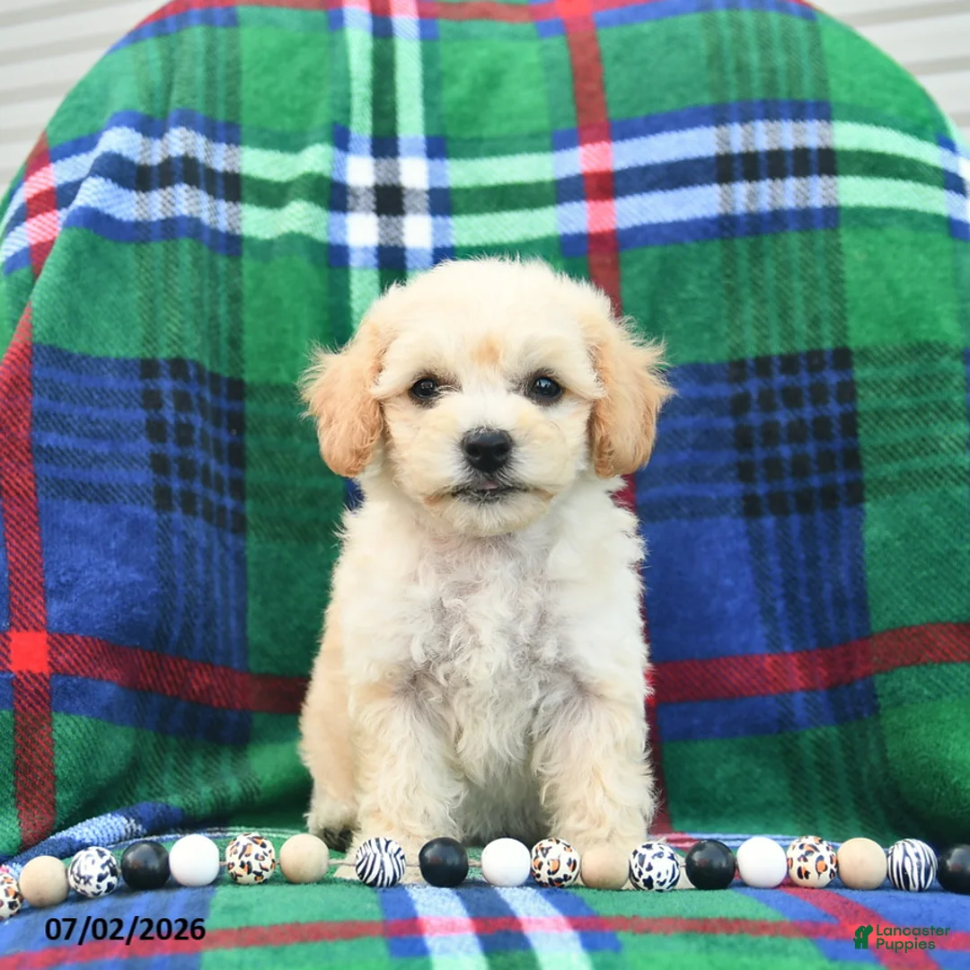 Bichpoo dogs for sale: Heidi  - Ad 2