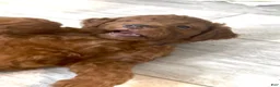 Goldendoodle dogs for sale: Goldendoodle 2 Finn - Ad 4