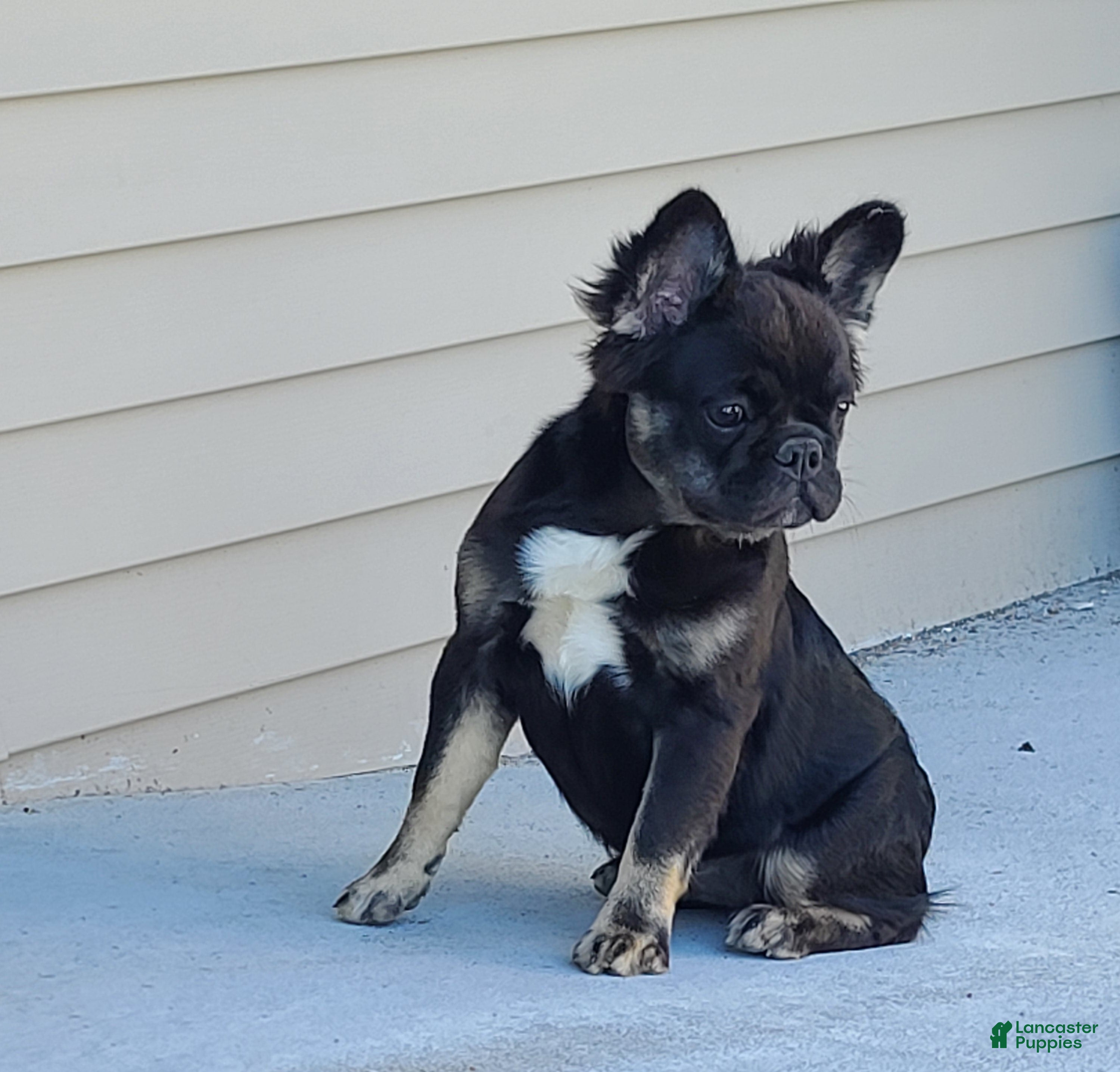 French Bulldog dogs Black and tan fluffy female - Ad 2