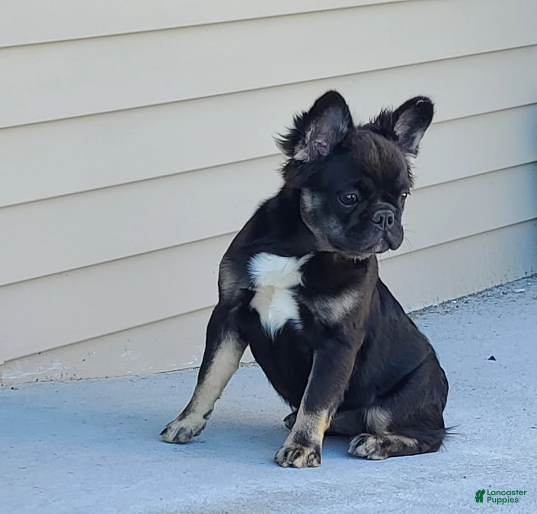 French Bulldog dogs for sale: Black and tan fluffy female - Ad 2