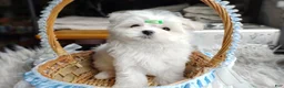 Maltese dogs for sale: Korean Babydoll Snowball  - Ad 3