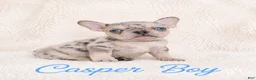 French Bulldog dogs for sale: Casper Boy - Ad 6