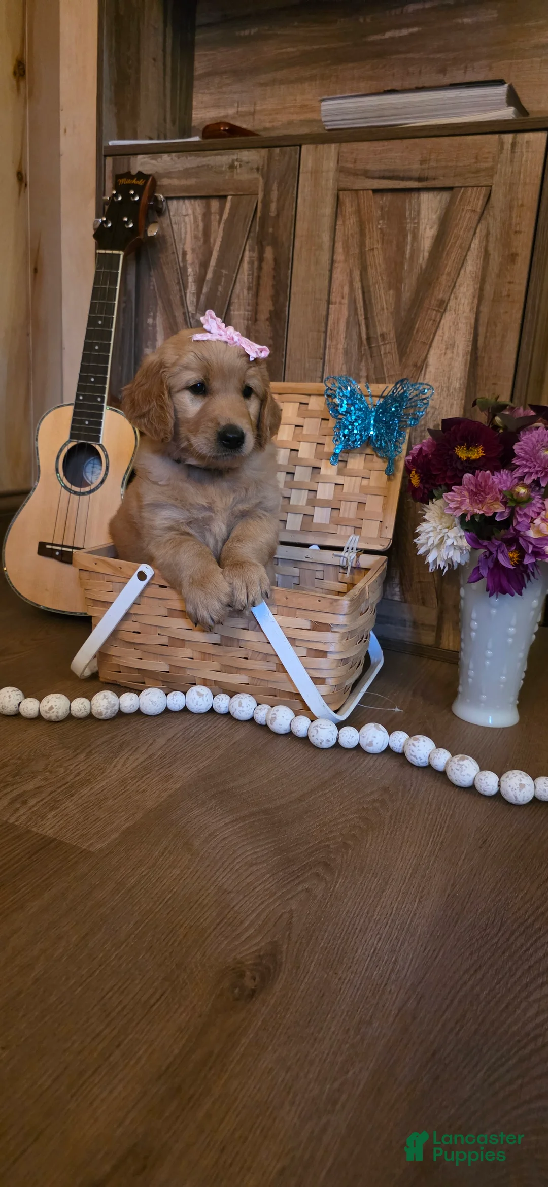 Golden Retriever dogs for sale:  Sadie  - Ad 1