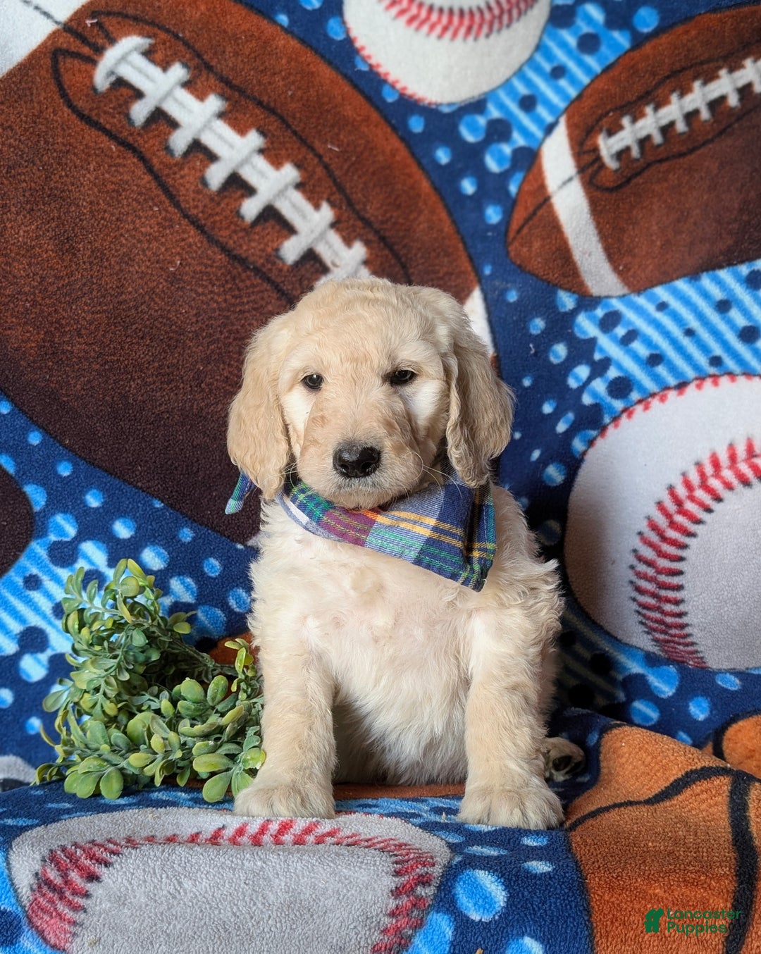 Goldendoodle dogs for sale: Dantel Standard size Hypoallergenic - Ad 3